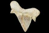 Pathological Shark (Otodus) Tooth - Morocco #108253-1